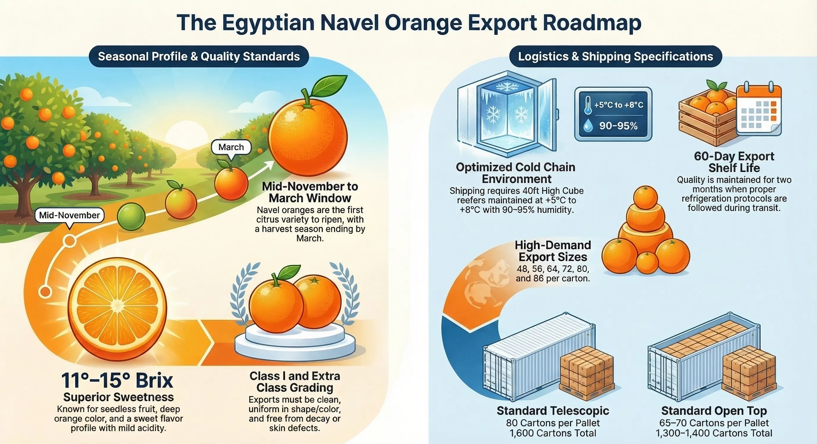 Egyptian Valencia Oranges